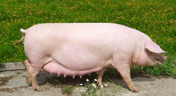 pregnant pig