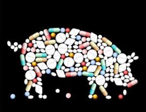 What drugs, vitamins and hormones to give for the rapid growth of pigs