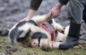 How to slaughter a pig at home, the slaughter process and useful tips