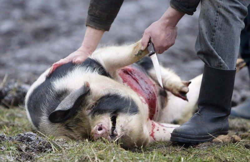 pig slaughter