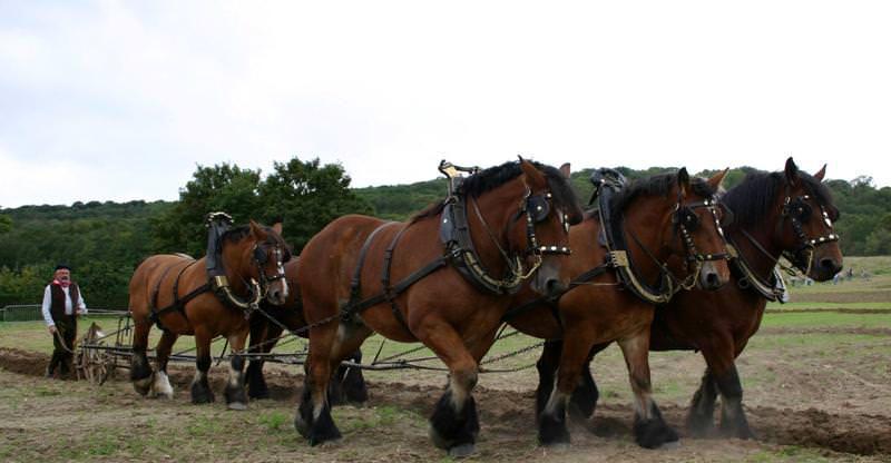 tiro del caballo