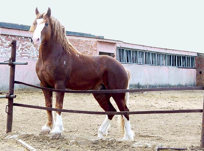 un beau cheval