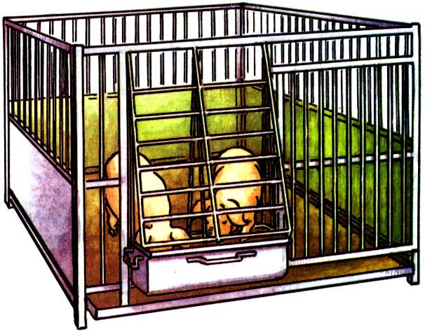 pig cage