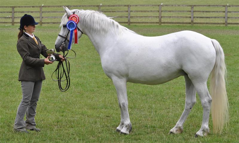 Poney Connemara