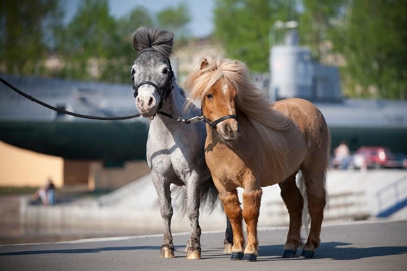 mini caballo Falabella