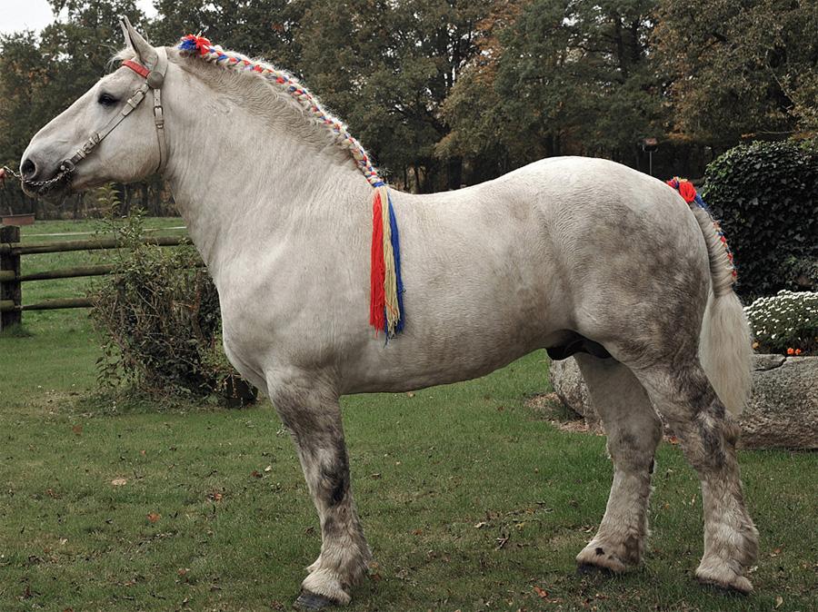 Percheron horse