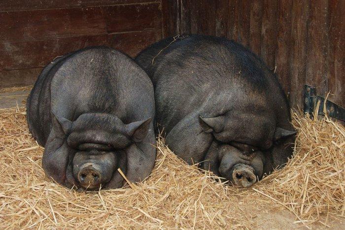 Black iberian pig