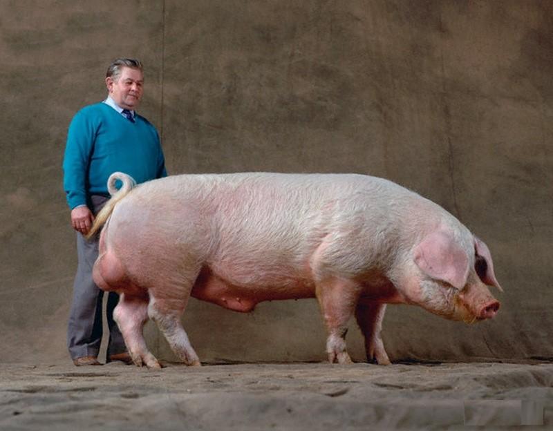 pig breed landrace