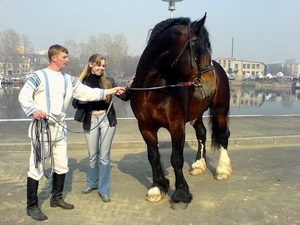 horse and people