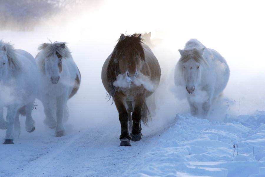 Yakut hevonen