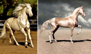 Characteristics of Akhal-Teke horses and maintenance rules, how much it costs