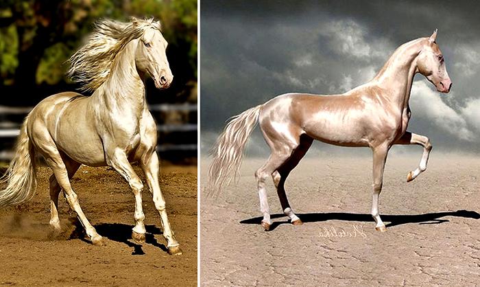 Akhal-Teke horse