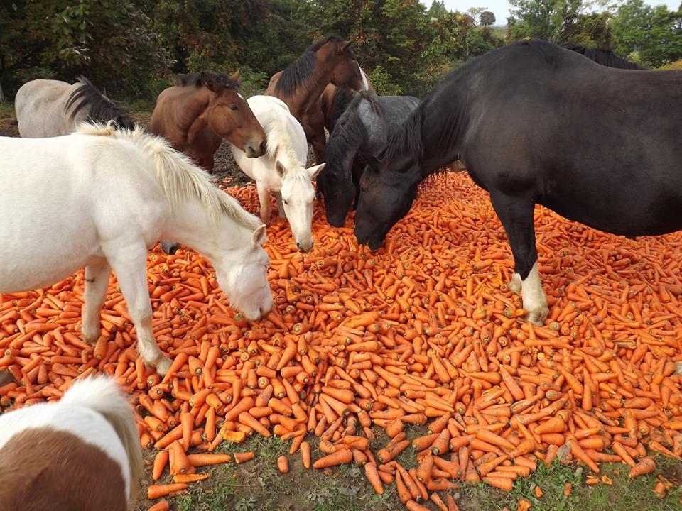 feeding horses