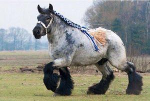 Beschrijving en kenmerken van paarden van het Shire-ras, detentie- en fokomstandigheden