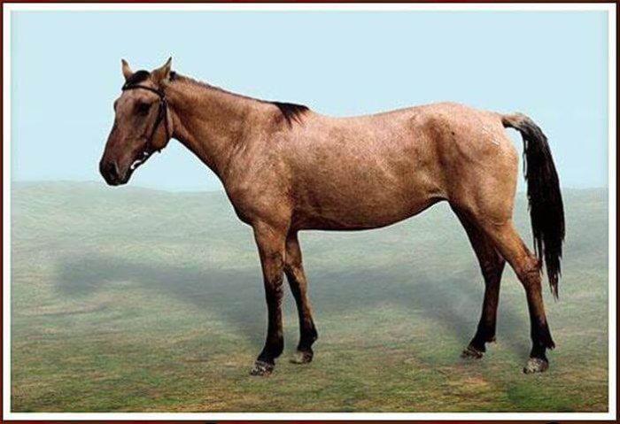 Kyrgyz horse