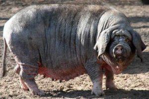 Description of the breed of Chinese pigs Meishan, conditions of detention and breeding