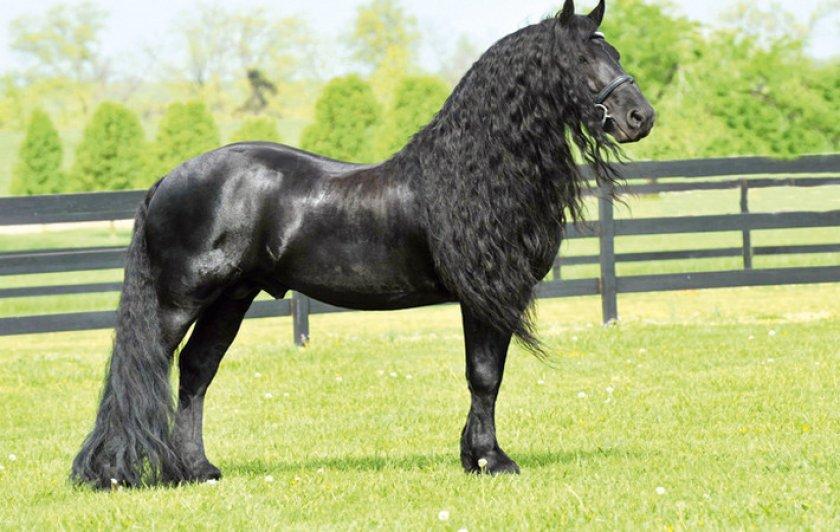 Friesian horse