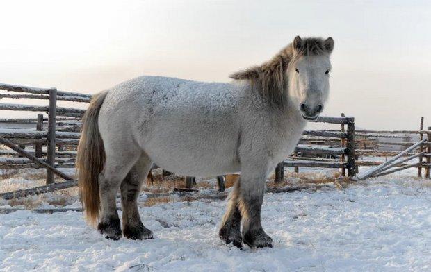 Yakut horse