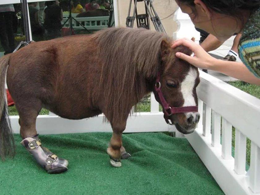 mini horse