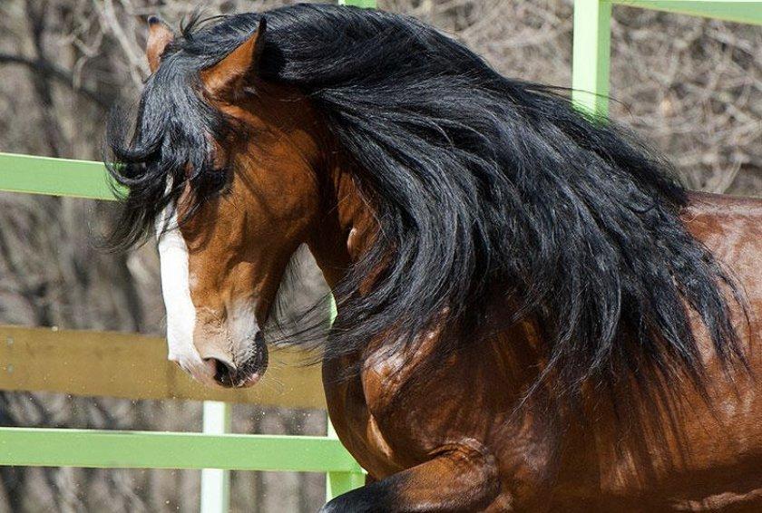 Vladimir heavy draft horse breed