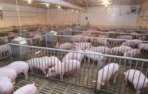 How many pigs can be kept in a personal subsidiary farm, norms and requirements