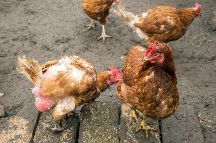 les poulets deviennent chauves