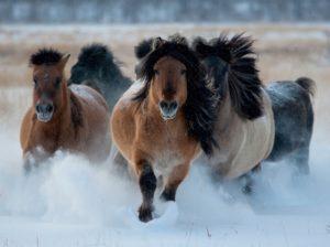 Caractéristiques de la race de cheval Yakut, soins, entretien et élevage