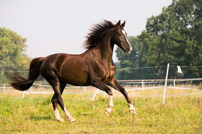 horse breeds American horse