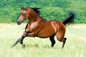 Description of purebred Arabian horses and rules for caring for them