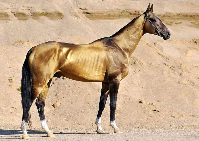 Caballo Akhal-Teke