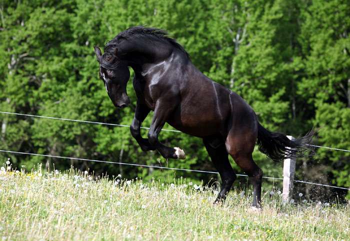 horse breeds Kladrubskaya