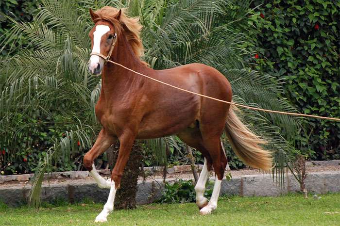 Peruvian Paso