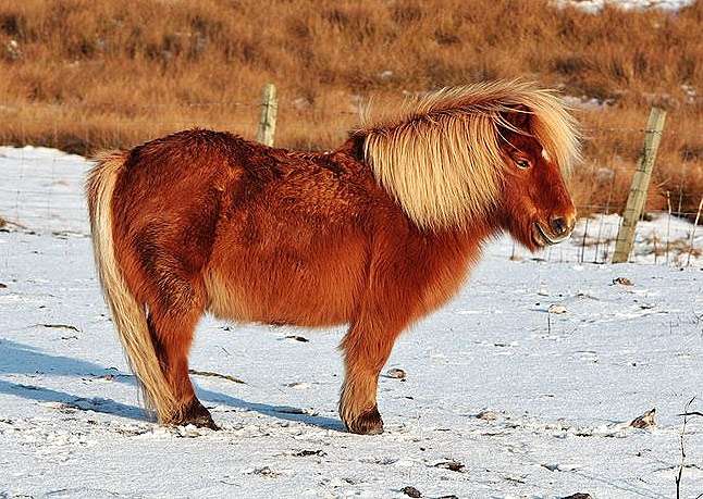 Poni shetland