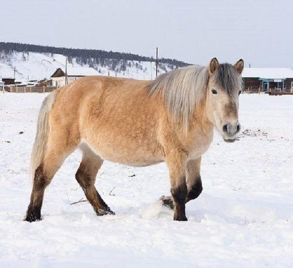 un hermoso caballo