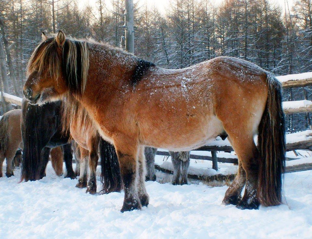 beau cheval de yakout