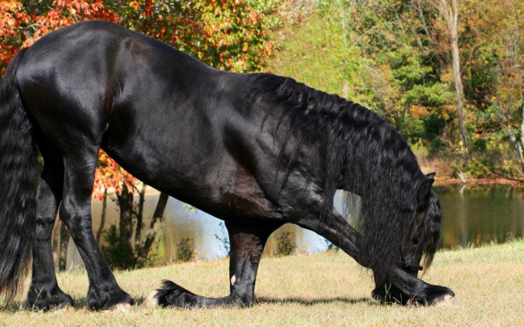 Friesian horse