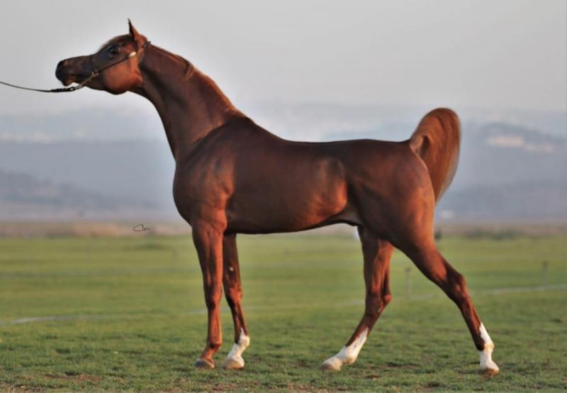 Arabian horse