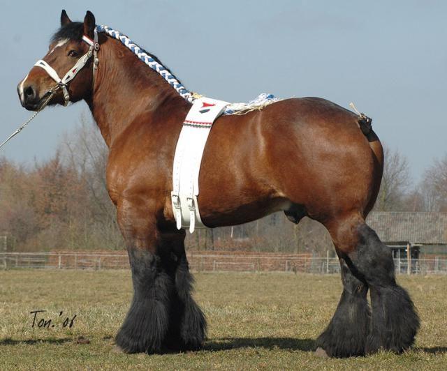 Vladimir heavy draft horse breed