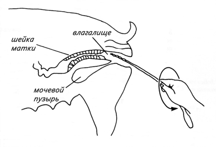 inseminación artificial de cerdos