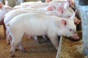 What are feed additives for pig growth, the rules for selection and use