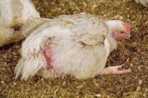 Causes, symptômes et traitement des maladies des poules pondeuses à la maison