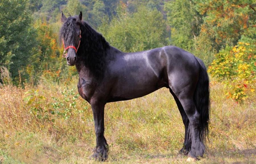 Friesian horse