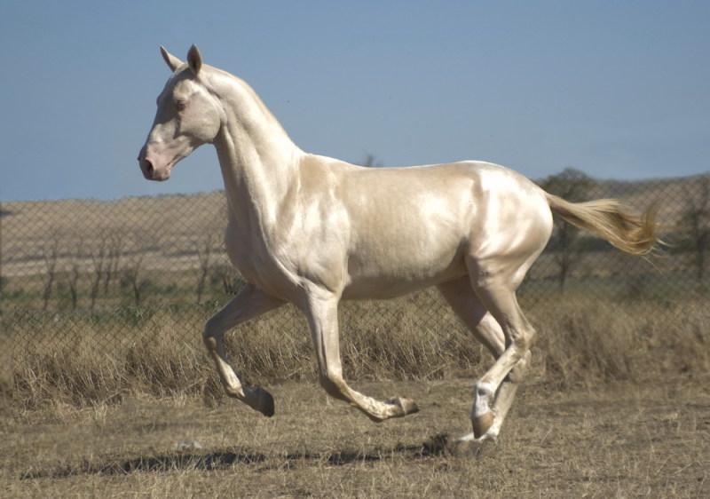 Cheval Akhal-Teke