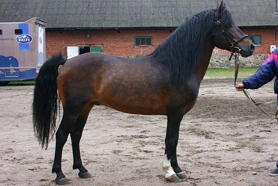 horse breeds Klepper