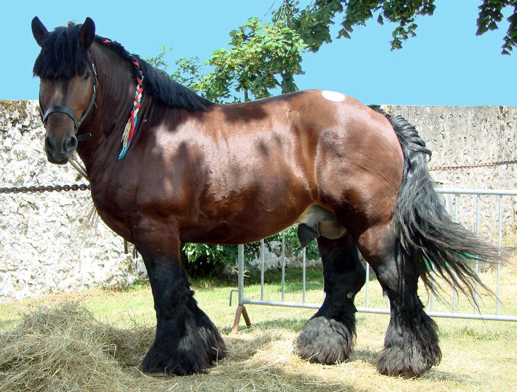 razas de caballos Ardenas