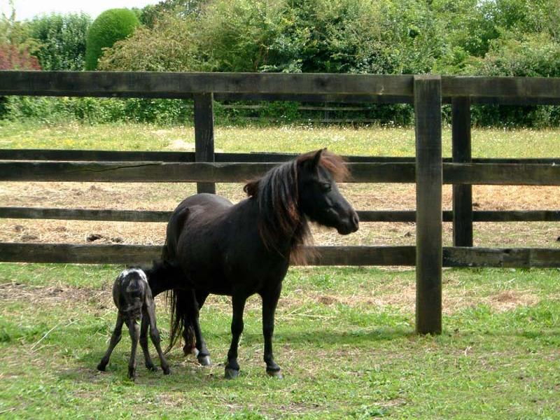 garder des chevaux