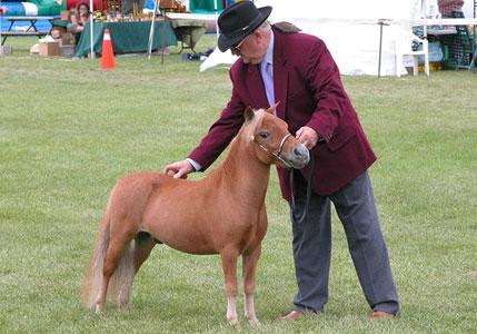 mini horse Falabella