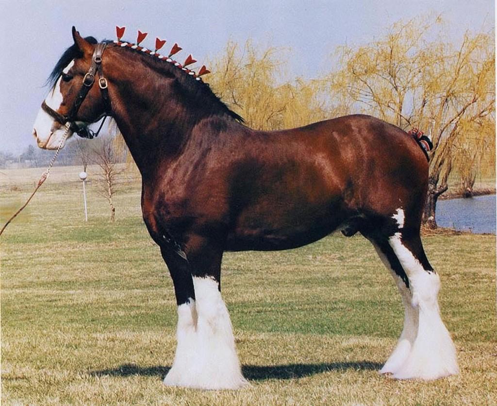 Cleydesdale horse