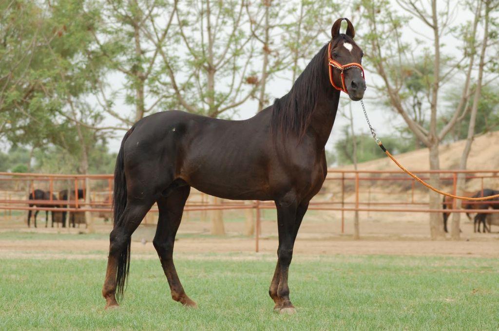 Marwar breed