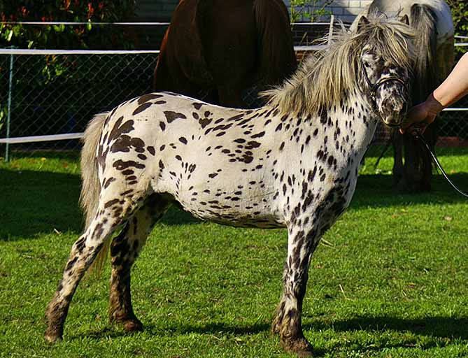 Description des races de mini-chevaux et règles de soins, les plus petits individus du monde